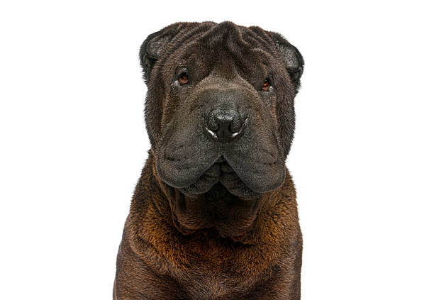 Shar pei dog with distinctive wrinkled skin and brown fur on a white background