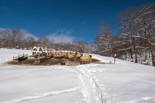Two black and one white sheep in snowy field
