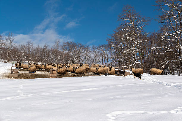 A large flock of sheep feeding outdoors during winter in a rural mountain pasture. Snow-covered landscape with farm feeding troughs, leafless trees, and a clear blue sky creates a peaceful agricultural scene. Concept of traditional livestock farming, sustainable agriculture, animal husbandry, countryside life, winter season, and food production.