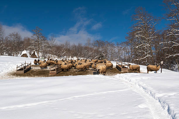 A large flock of sheep feeding outdoors during winter in a rural mountain pasture. Snow-covered landscape with farm feeding troughs, leafless trees, and a clear blue sky creates a peaceful agricultural scene. Concept of traditional livestock farming, sustainable agriculture, animal husbandry, countryside life, winter season, and food production.