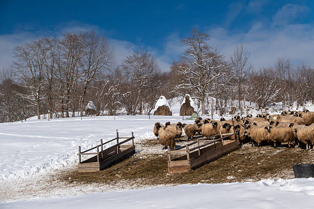 A large flock of sheep feeding outdoors during winter in a rural mountain pasture. Snow-covered landscape with farm feeding troughs, leafless trees, and a clear blue sky creates a peaceful agricultural scene. Concept of traditional livestock farming, sustainable agriculture, animal husbandry, countryside life, winter season, and food production.