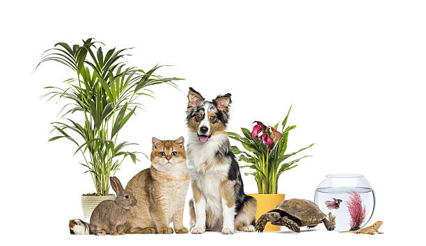 Different domestic animals and house plants posing on a white studio background