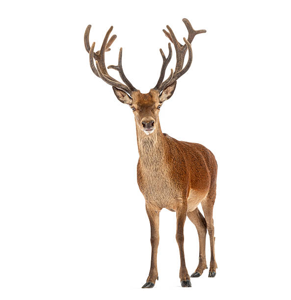 istock Red deer stag standing with large antlers 2256618582