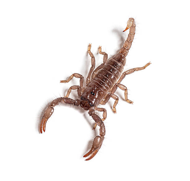 Chinese golden scorpion, Olivierus martensii, also known as Manchurian, and Chinese armor-tail scorpion, a poisonous predatory arachnid with venomous sting. Isolated, from above, about 2 cm in size.