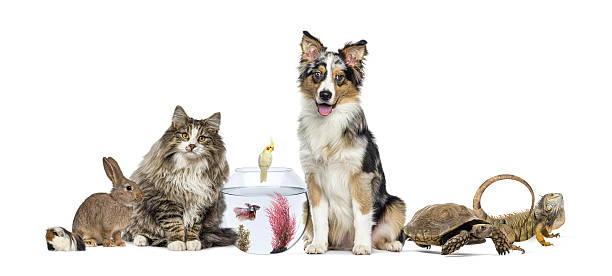 istock Diverse group of domestic pets standing together on white 2256618979