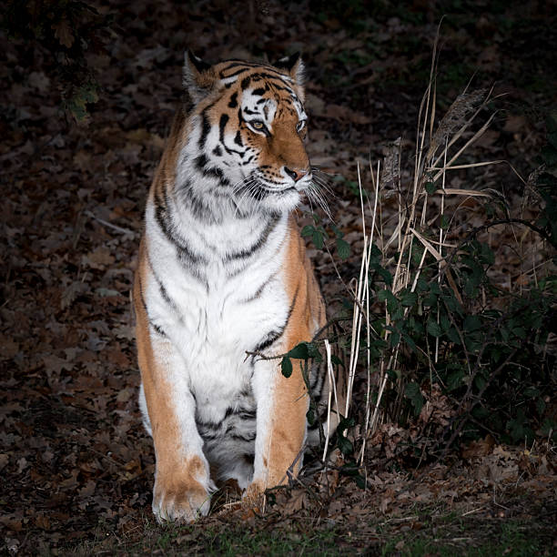 Majestic siberian tiger walking through the grass in its natural habitat