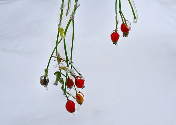 frozen rose hips in winter