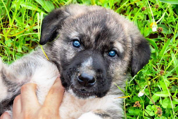 Close-up of a young puppy being gently held outdoors, with a natural green background and soft light.