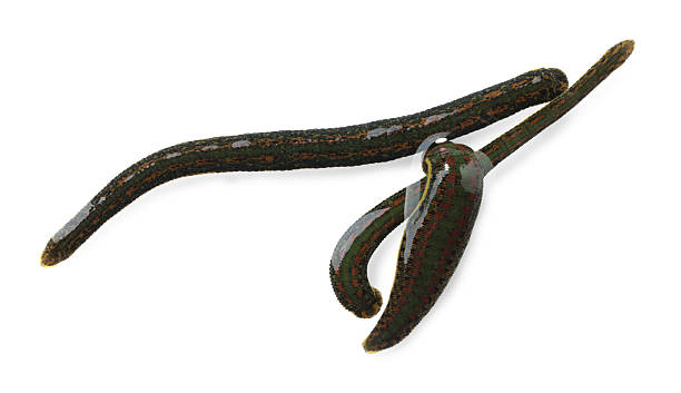 red worm compost for fishing the number of fifty individuals