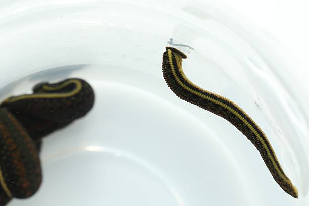Whitmania pigra on white background