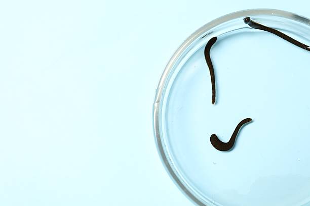 How a leech sucks blood