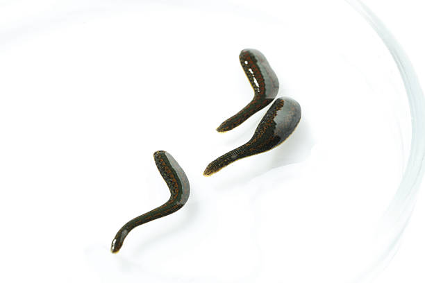 A leech on the house wall