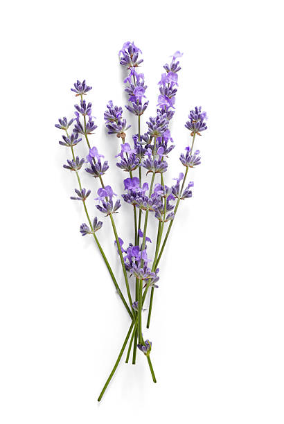 Lavender sprigs with purple flowers isolated. Lavender flowers on white. Top view.