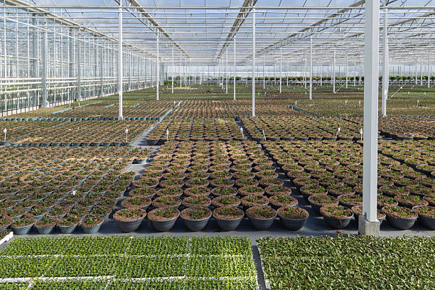 Large scale cultivation of ornamental bedding plants in pots inside a modern greenhouse, showing automated industrial horticulture.
