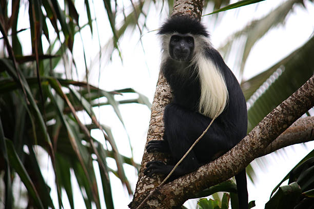 Also known as: coatá-da-testa-branca, macaco-aranha-de-cara-branca, macaco-aranha-de-testa-branca. Shot at Zooparque Itatiba.