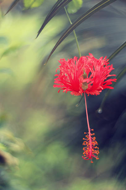 Vibrant Red Fringed Hibiscus Bloom in Soft Focus