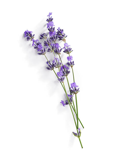 Lavender sprigs with purple flowers isolated. Lavender flowers on white. Top view.