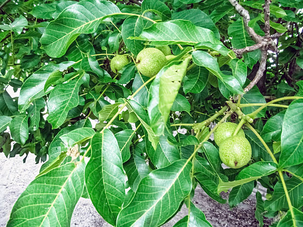 Young green walnuts growing on a tree branch, surrounded by lush foliage. A glimpse into nature bounty