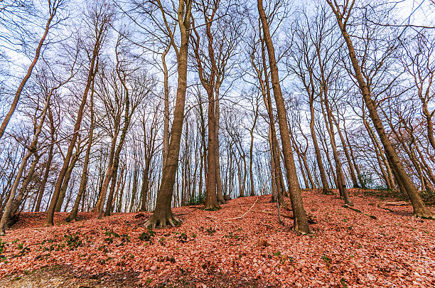 Bare deciduous trees on a hill covered in fallen autumn leaves under a pale sky