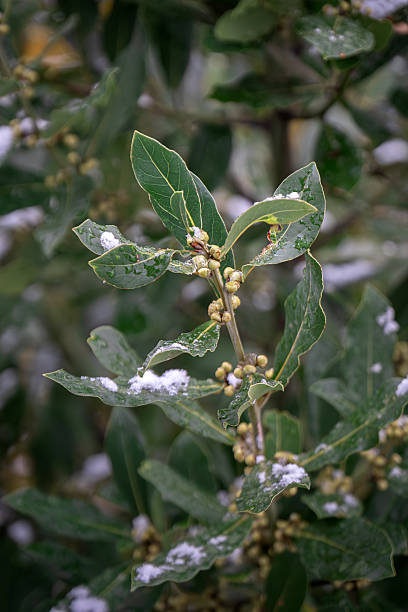 Daphne leaves and seeds covered in snow. bay tree.