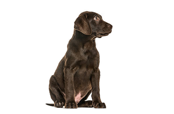 Chocolate labrador puppy looking away while sitting on white