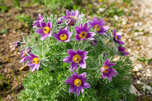 Pulsatilla vulgaris or Pasqueflower in the garden