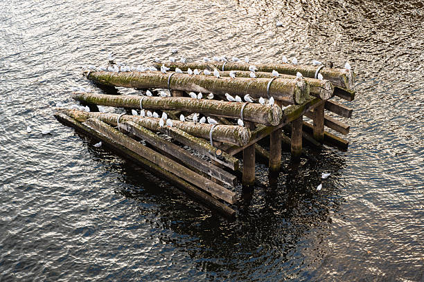 Group of pigeons resting and waiting on a wooden structure above calm water, representing urban wildlife behavior, coexistence with city environments, and everyday animal life.