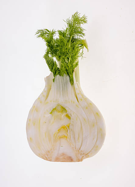 Healthy and juicy fennel bulb