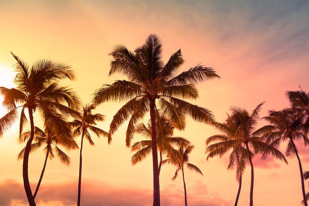 Palm trees at colorful sunset.