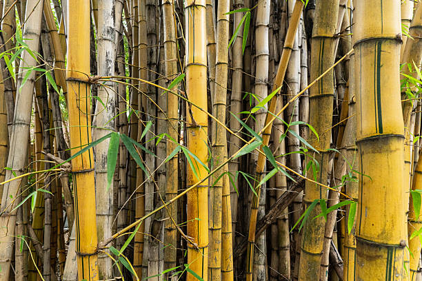 bamboo garden