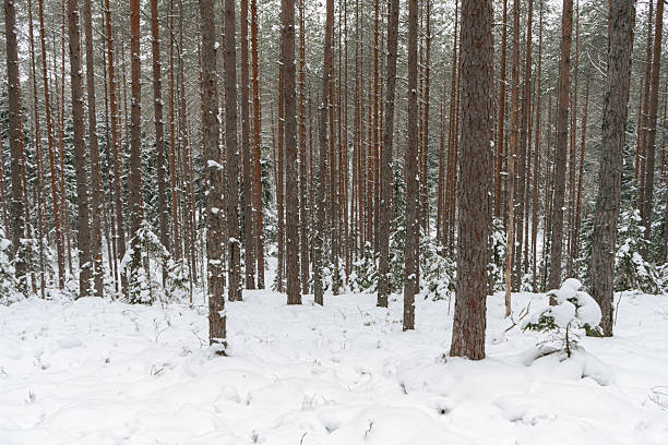 Dense winter pine forest with tall straight trunks and snow covered ground, quiet northern woodland landscape expressing depth, rhythm and calm seasonal solitude