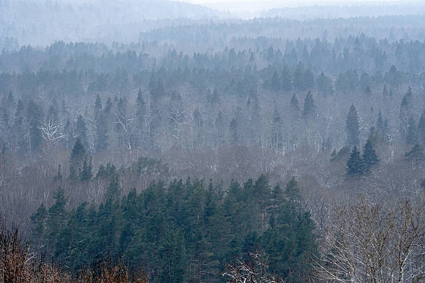 Layered winter forest landscape with dense evergreen and bare deciduous trees fading into cold mist and snowfall, atmospheric woodland panorama