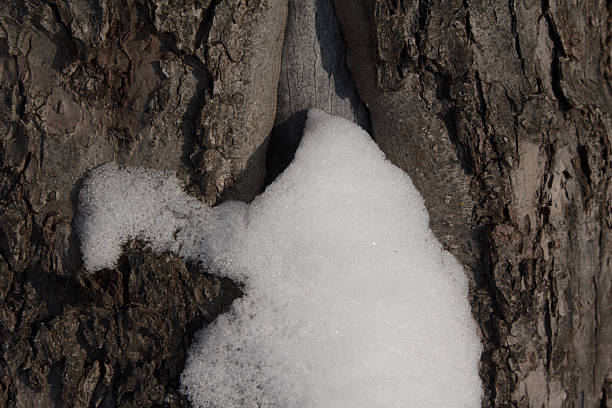 A close-up shot of fresh white snow nestled in the crevices of rough, dark tree bark during winter.