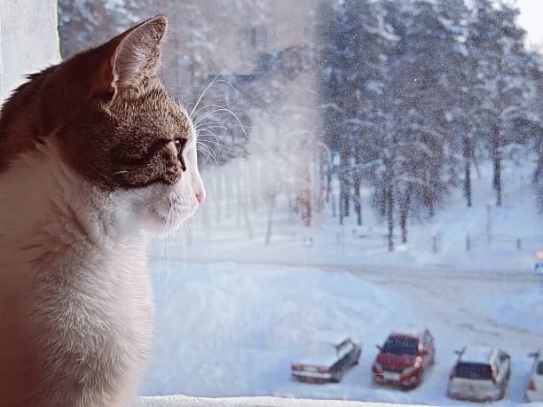Cat Looking Out Window at Winter Snow. Curious cat with whiskers gazes through foggy window at snowy winter landscape with trees and cars. Cozy pet scene.