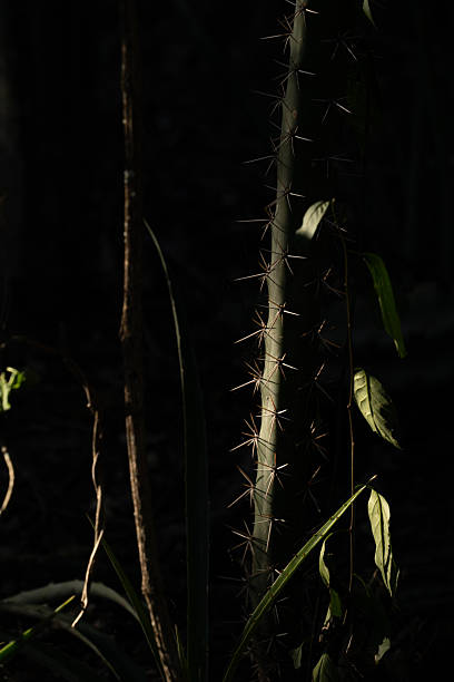 In El Impenetrable, Argentina, a cactus-like plant rises from the forest floor, its sharp thorns catching a shaft of light. Surrounded by dense vegetation and deep shadow, the scene reveals the quiet intensity of the Chaco’s native flora—resilient, intricate, and untamed.