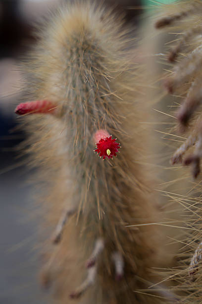 In Tilcara, Jujuy, Argentina, a hairy cactus (Cleistocactus sp.) bursts with vibrant red flowers, their delicate petals and yellow stamens contrasting against the spiny surface. This close-up captures the striking resilience and beauty of Andean desert flora in bloom.