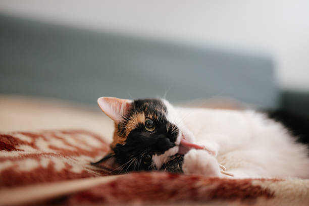 A calico cat lies on a brown patterned blanket indoors.