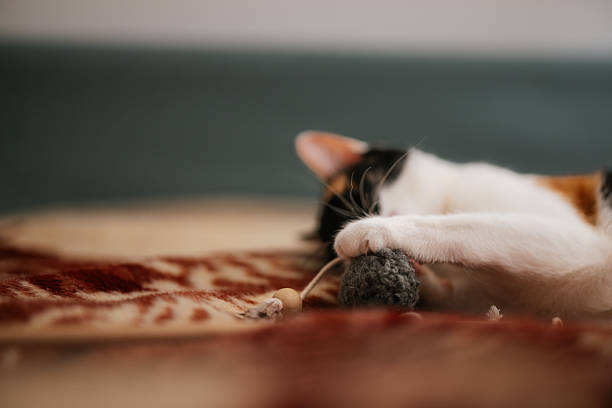 Grey and white domestic long-haired cat lying on the floor looking up, next to a blue ball toy