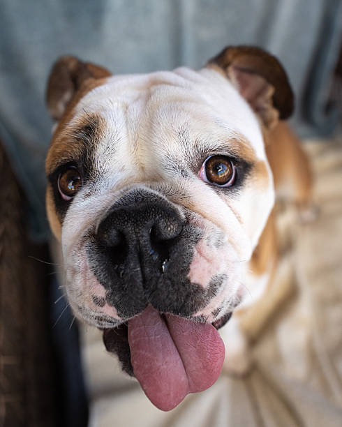 A natural portrait of a young bulldog puppy with her tongue out staring at the camera