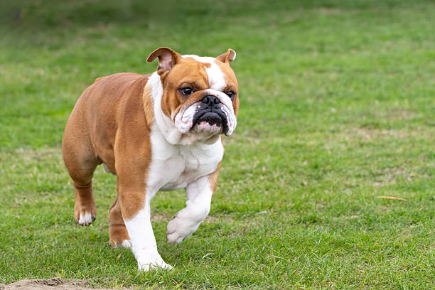 Close-Up Of Dog Standing On Hardwood Floor
