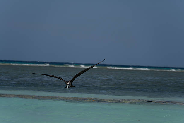A lone bird of prey flies over the sea.
