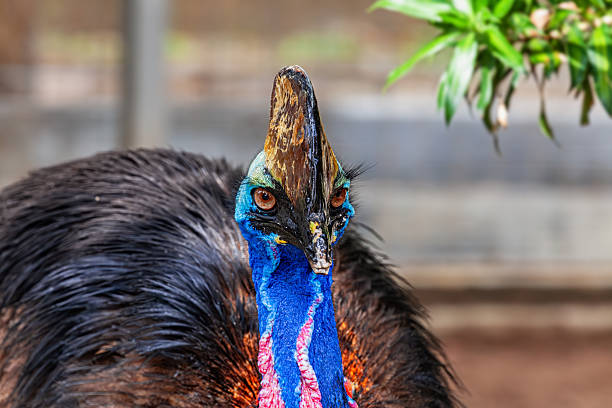 The southern cassowary (Casuarius casuarius), also known as double-wattled cassowary, Australian cassowary, or two-wattled cassowary, is a large flightless black bird, found in Indonesia, Papua New Guinea, and northeastern Australia.