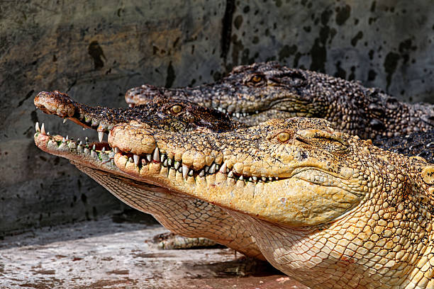 Close up of a small caiman underwater.