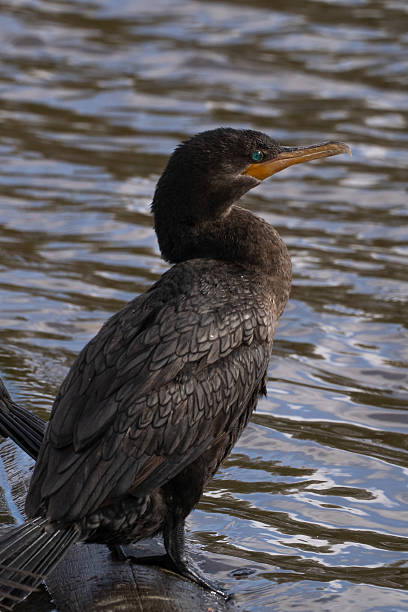 In Buenos Aires, Argentina, a Neotropic Cormorant (Nannopterum brasilianum) stands near the water, its glossy black feathers and turquoise eye catching the light. With its hooked yellow beak and streamlined form, the bird reflects the quiet elegance of South America’s aquatic wildlife.