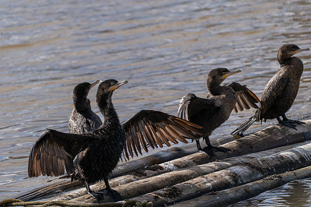 In Buenos Aires, Argentina, four Neotropic Cormorants (Nannopterum brasilianum) rest on floating logs, two with wings outstretched to dry. Their dark plumage and synchronized posture reflect the species’ aquatic habits and social behavior along the city’s waterways.