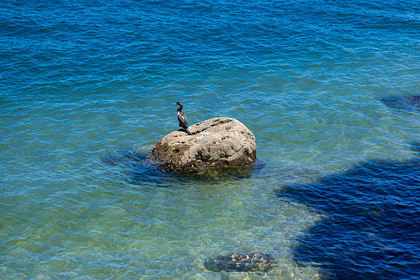 Two seagulls stand on the edge of a rocky cliff, overlooking the vast blue ocean on a sunny day.