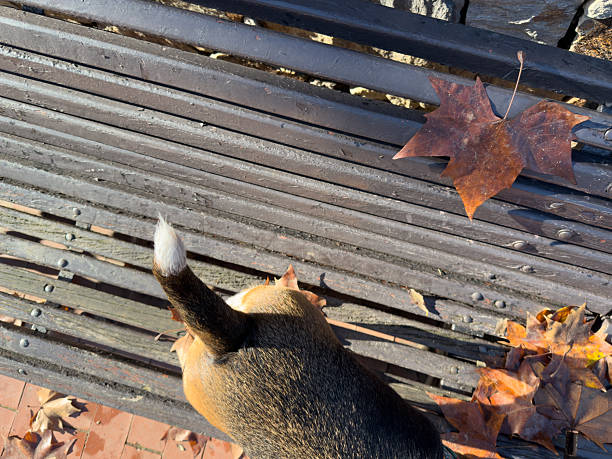 Beagle's back and wagging tail on a weathered park bench surrounded by colorful autumn leaves, warm morning light casting soft shadows for a peaceful, cozy outdoor scene