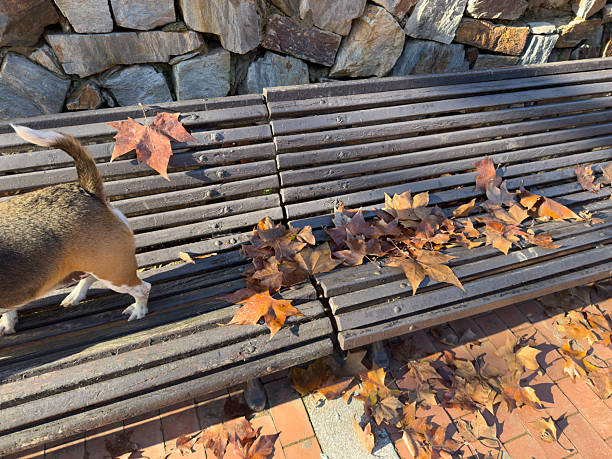 Beagle walking past a rustic wooden park bench layered with dry autumn leaves beside a stone wall and brick path, warm sunlight highlighting fall colors on a peaceful day