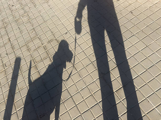 Human and canine shadows stretching across a textured tiled pavement in bright sunlight, representing companionship, pet ownership, and outdoor activity