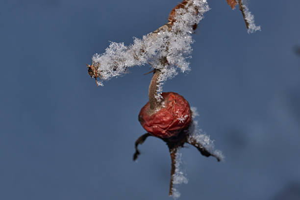 Macrophotography of a dry plant strewn with sharp frost crystals. The detailed winter texture and soft dark background blur create the atmosphere of a frosty morning.